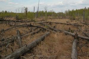 trees_on_ground_in_red_forest_of_the_chernobyl_zone_dscn4332_edited.jpg_800x600_q85_crop